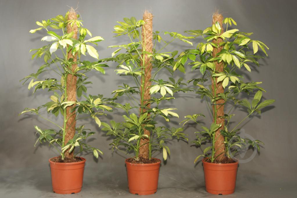 Растение комнатное Шефлера 21/110 Schefflera Trinette - фото 2