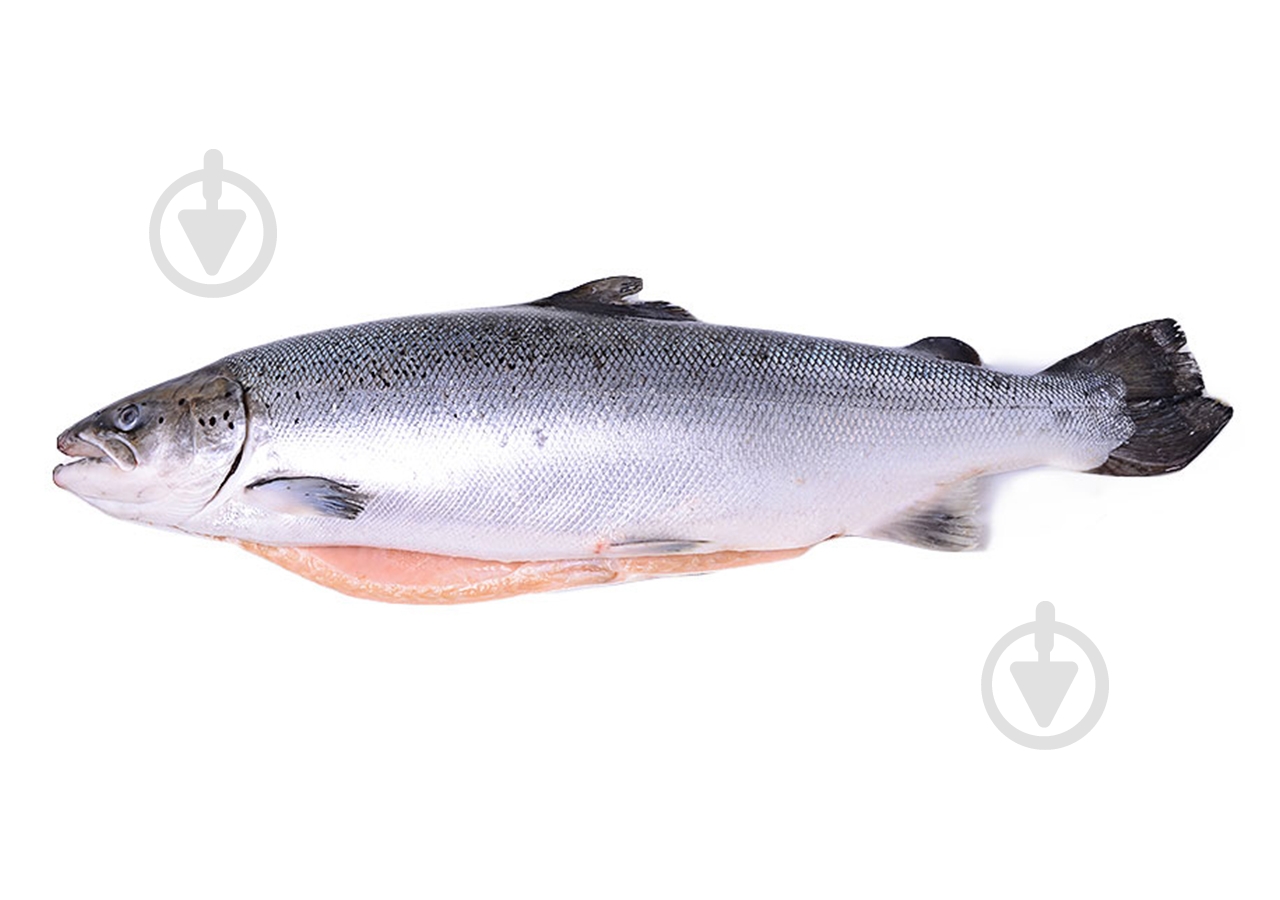 Лосось охлажденный 1-2 - фото 1