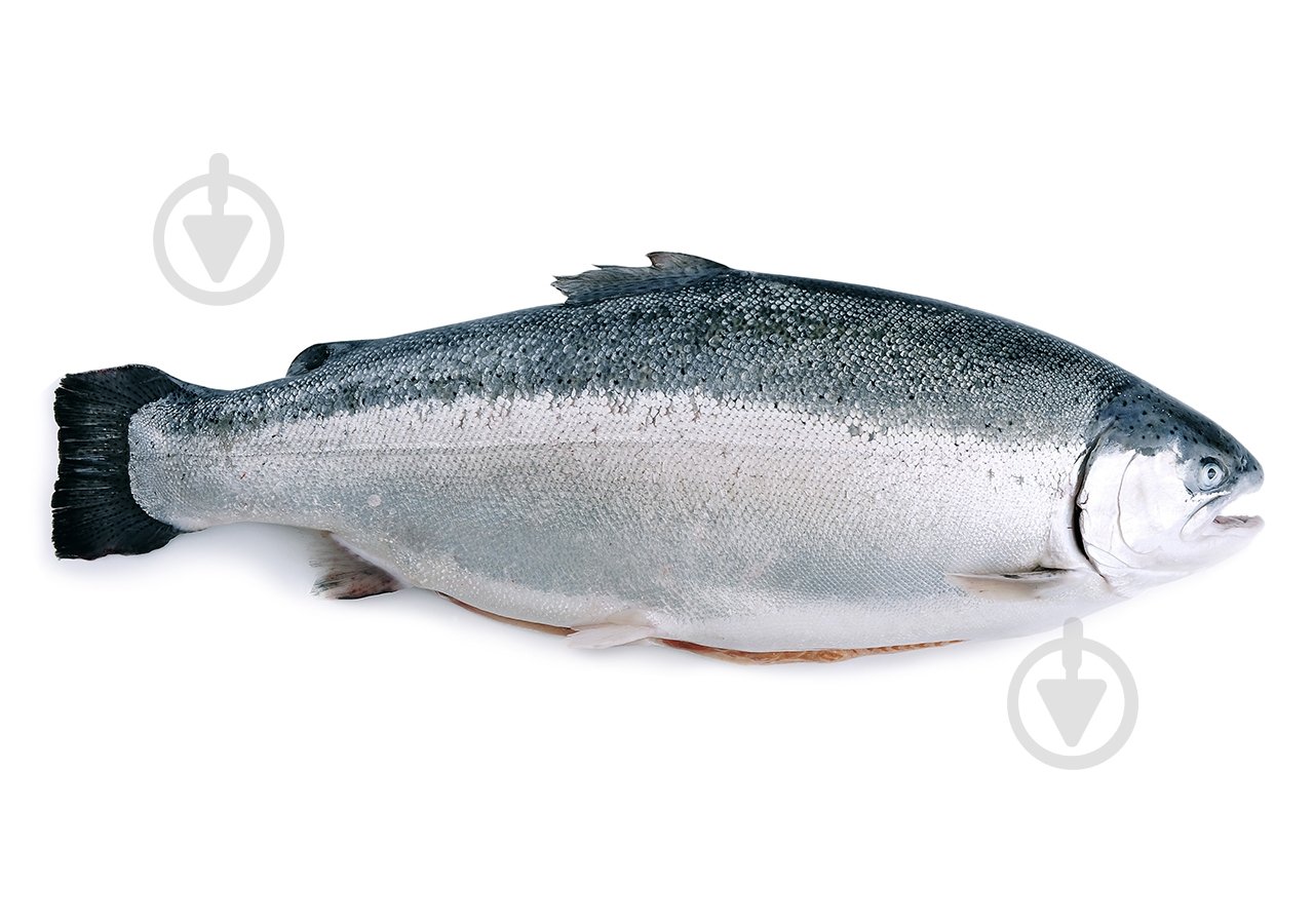 Лосось охлажденный 7-8 - фото 1