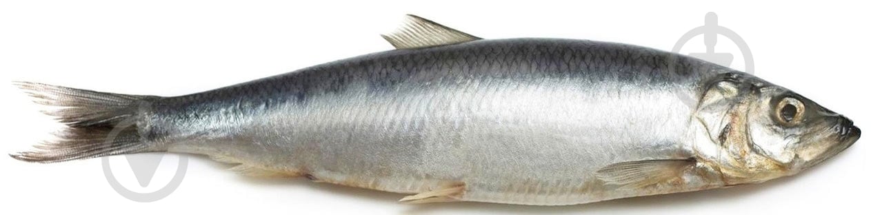 Сельдь 400 свежемороженая - фото 1