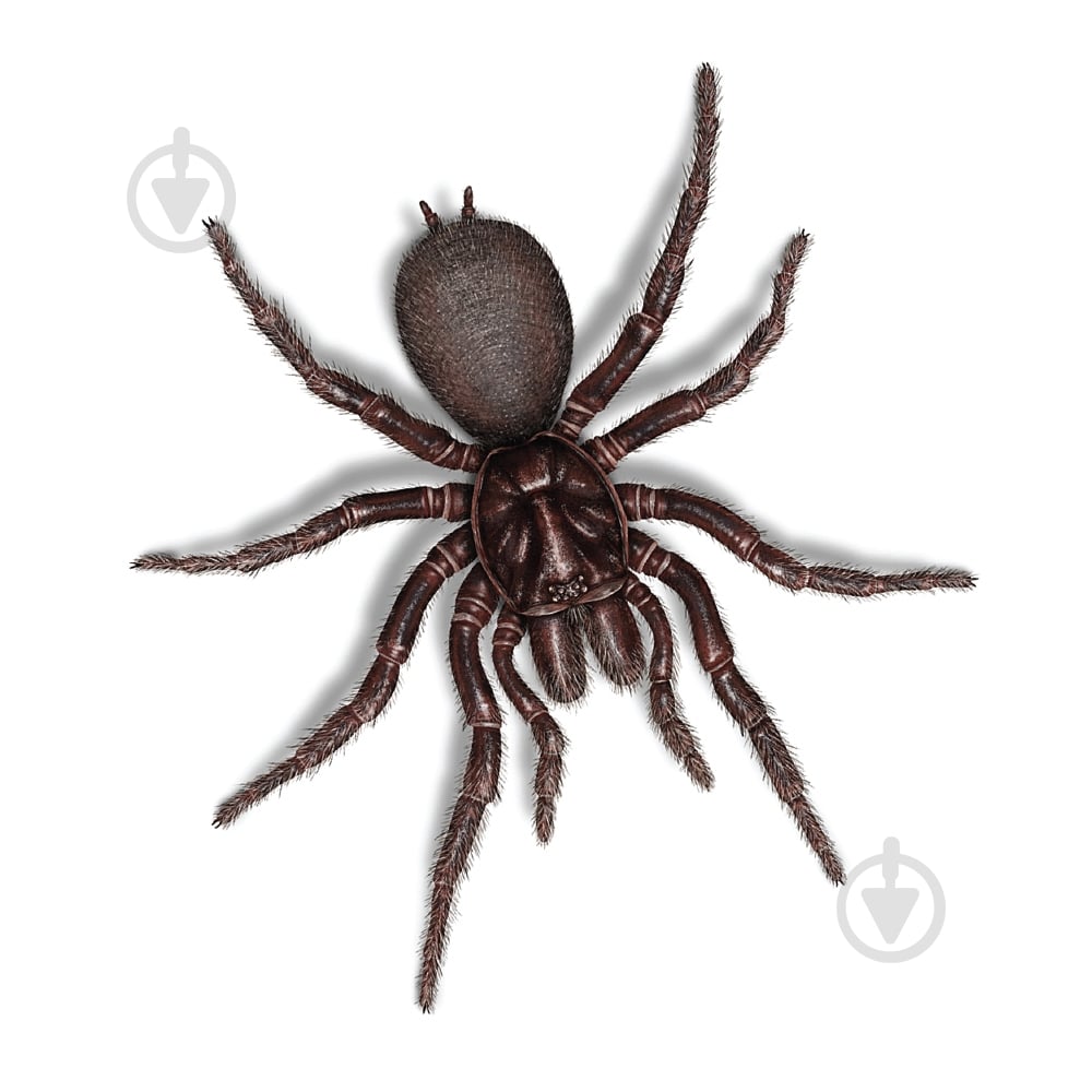 Наклейка Паук - фото 1 Наклейка Паук - фото 1