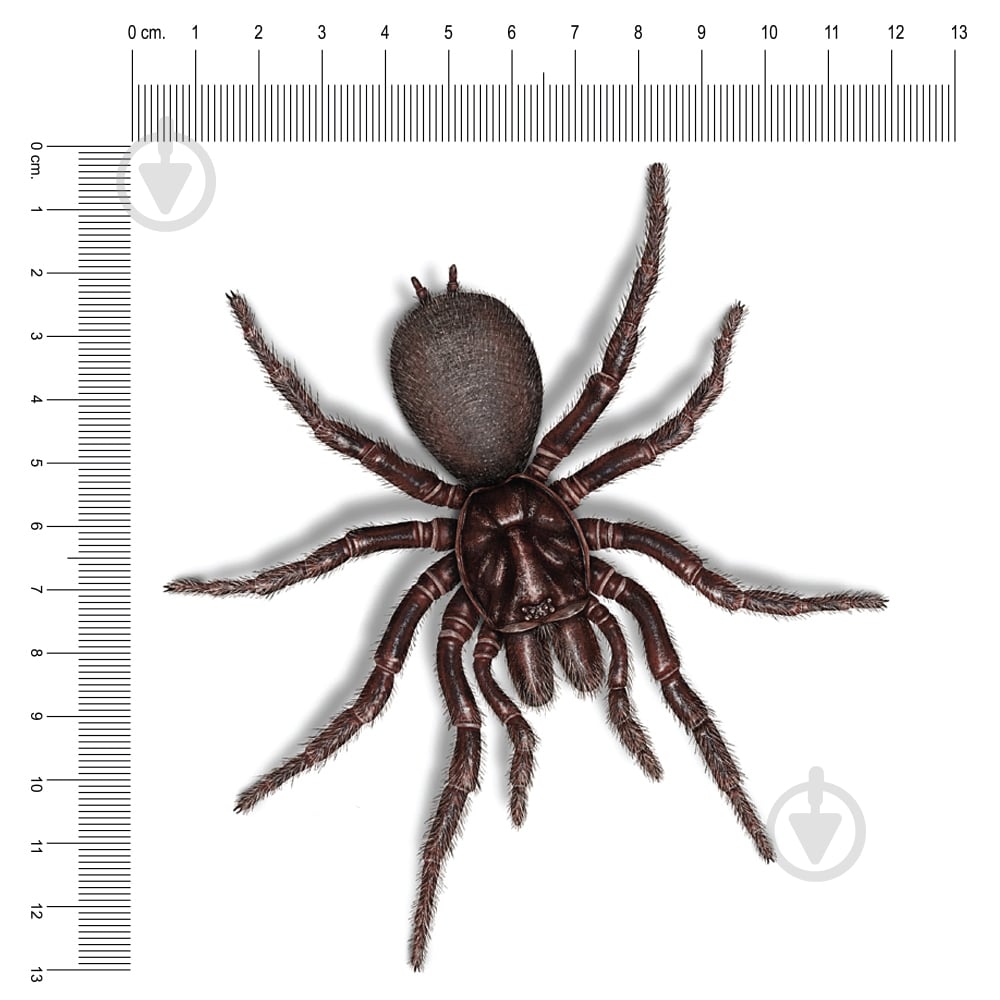 Наклейка Паук - фото 2 Наклейка Паук - фото 2