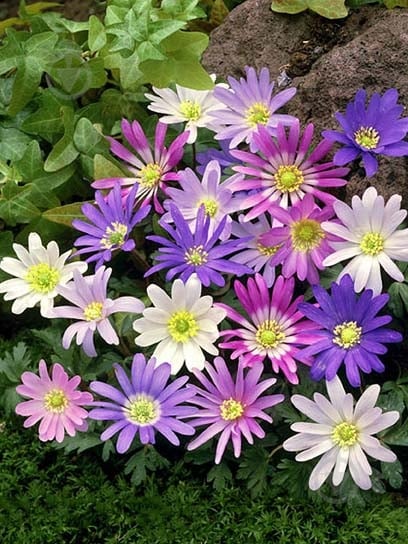 Корнеклубень анемоны Бланда 7 шт. - фото 1 Корнеклубень анемоны Бланда 7 шт. - фото 1