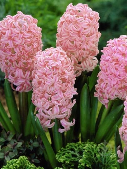 Луковица гиацинта Анна Мари 2 шт. - фото 1 Луковица гиацинта Анна Мари 2 шт. - фото 1