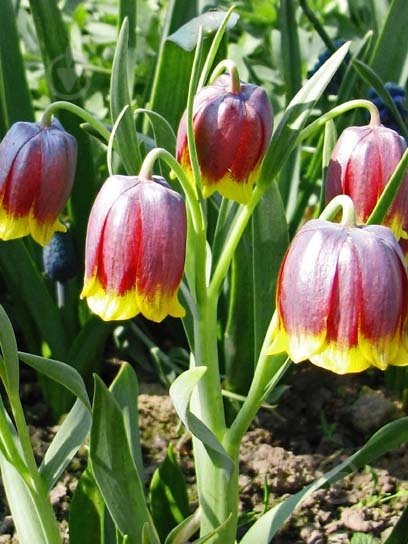 Луковица рябчика Ува Вулпис 5 шт. - фото 1 Луковица рябчика Ува Вулпис 5 шт. - фото 1