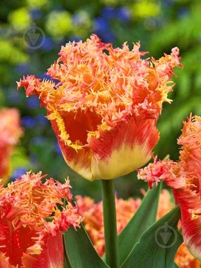 Луковица тюльпана бахромчатого Джоинт Девижион 3 шт. - фото 1 Луковица тюльпана бахромчатого Джоинт Девижион 3 шт. - фото 1