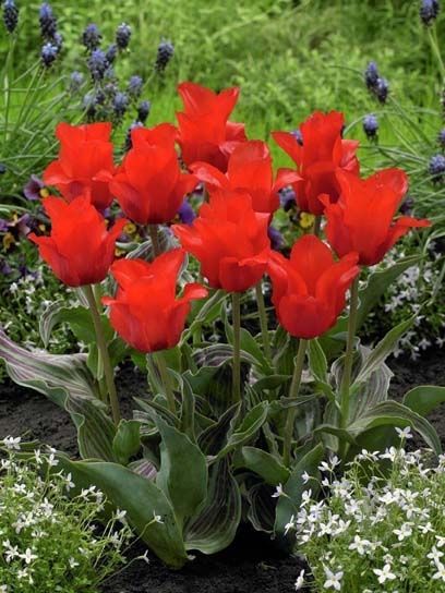 Луковица тюльпана Грейга Ред Райдинг Худ 3 шт. - фото 1 Луковица тюльпана Грейга Ред Райдинг Худ 3 шт. - фото 1