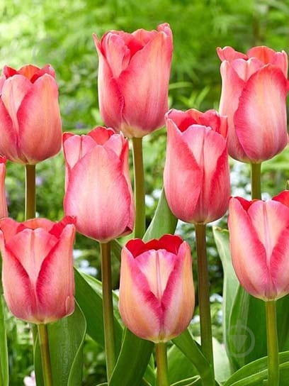 Цибулина тюльпана Дарвіна Оранж ван Ейк 3 шт. - фото 1 Цибулина тюльпана Дарвіна Оранж ван Ейк 3 шт. - фото 1