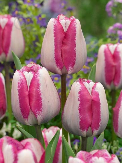 Луковица тюльпана триумф Хотпенс 3 шт. - фото 1