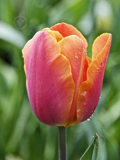 Луковица тюльпана триумф Джимми 3 шт. - фото 1