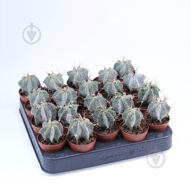 Растение Кактус 05х08 Astrophytum Ornatum - фото 1