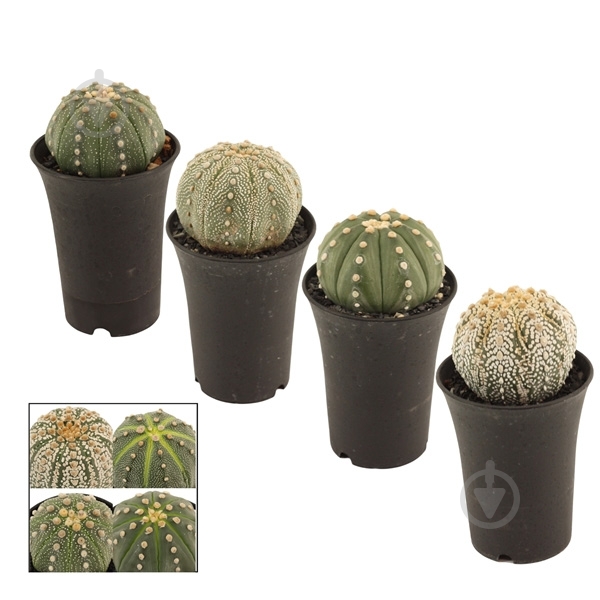 Растение Кактус 07х12 Astrophytum Asterias - фото 1 Растение Кактус 07х12 Astrophytum Asterias - фото 1