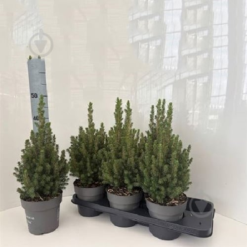 Растение Ель 15х45 Perfecta - фото 1