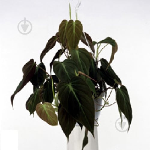 Растение Филодендрон 12х20 Scandens Micans - фото 1