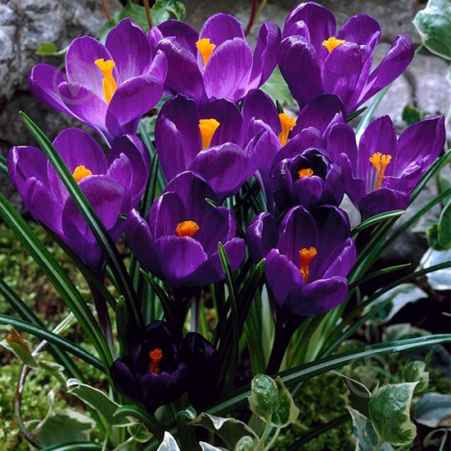 Луковица Яскрава Крокус Крупноцветковый Flower Record 5 шт. - фото 1
