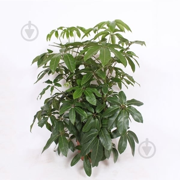 Растение Шеффлера 40х140 Amate - фото 1 Растение Шеффлера 40х140 Amate - фото 1