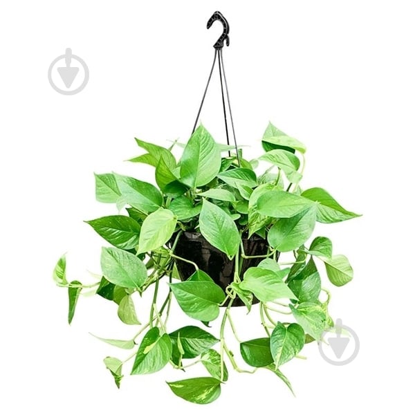 Растение Эпипремнум 25х70 Aureum в подвесе - фото 1 Растение Эпипремнум 25х70 Aureum в подвесе - фото 1
