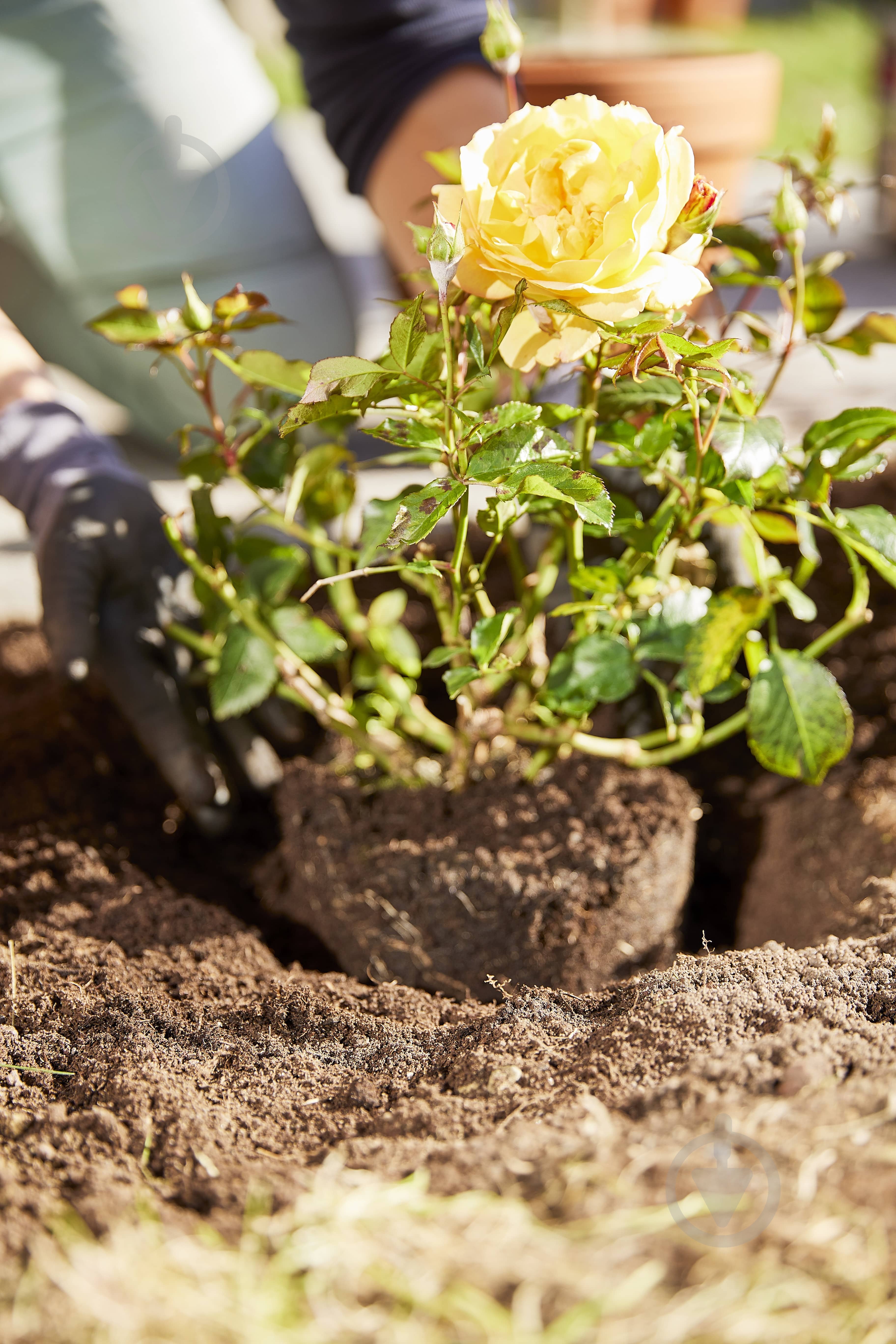 Удобрение Compo твердое длительного действия для роз 2кг (3589) - фото 18