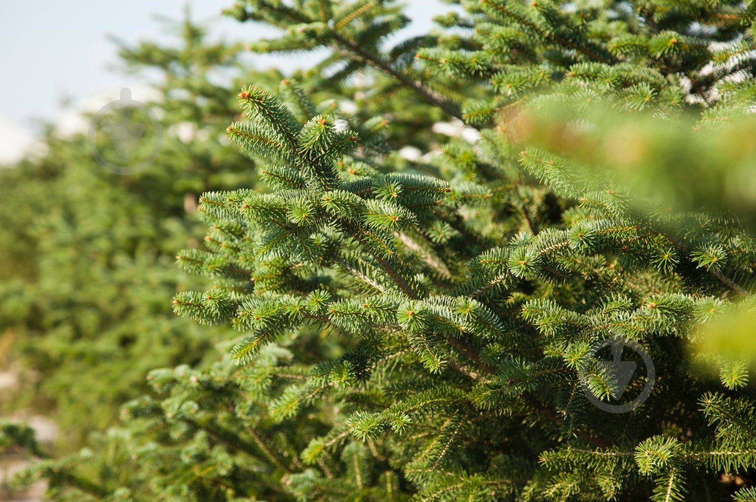 Удобрение Compo твердое длительного действия для хвои 2кг (3856) - фото 13