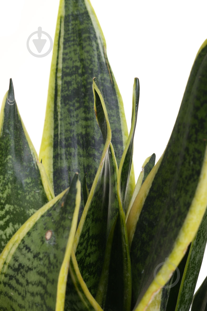 Растение Сансевьера 10x35 см - фото 2