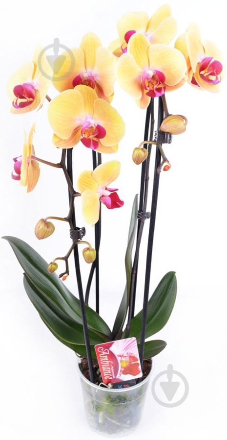 Растение фаленопсис 55 см Elegant Cascade - фото 1