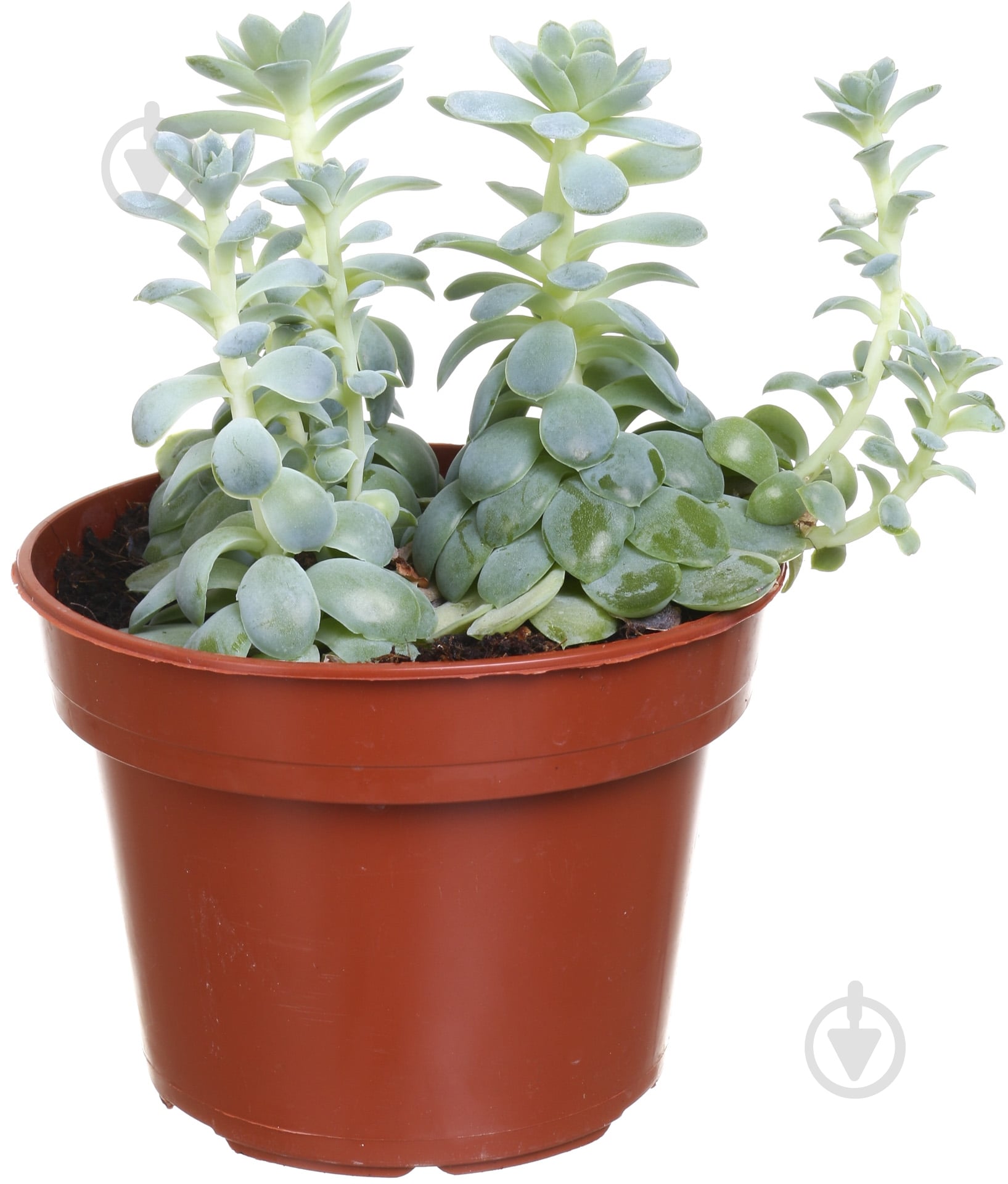 Растение Эхеверия микс 12х15 см - фото 1 Растение Эхеверия микс 12х15 см - фото 1