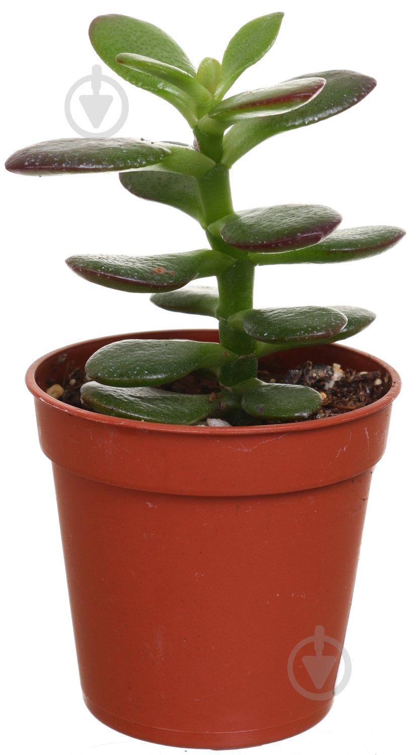 Растение Суккуленты микс 5,5/5 - фото 1