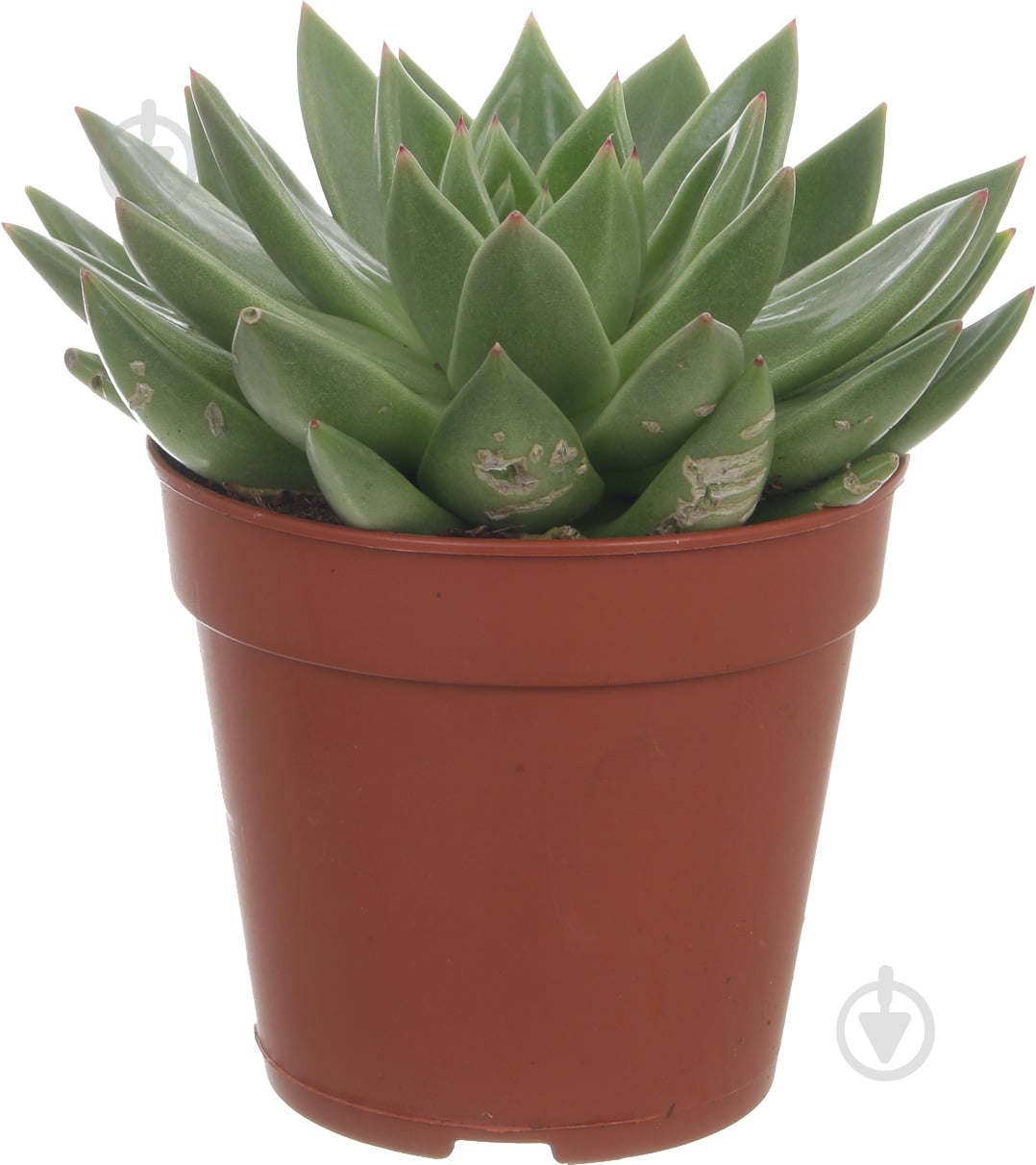 Растение Суккулент микс 12/15 - фото 5