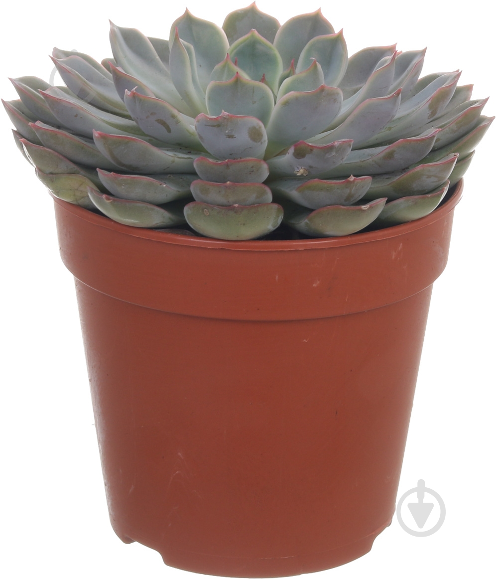 Растение Суккулент микс 12/15 - фото 1