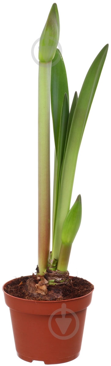 Рослина Амарилліс 1pp мікс 13/25 - фото 1