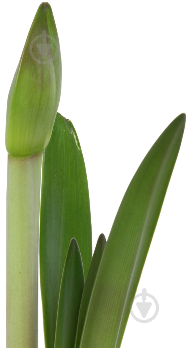 Рослина Амарилліс 1pp мікс 13/25 - фото 2