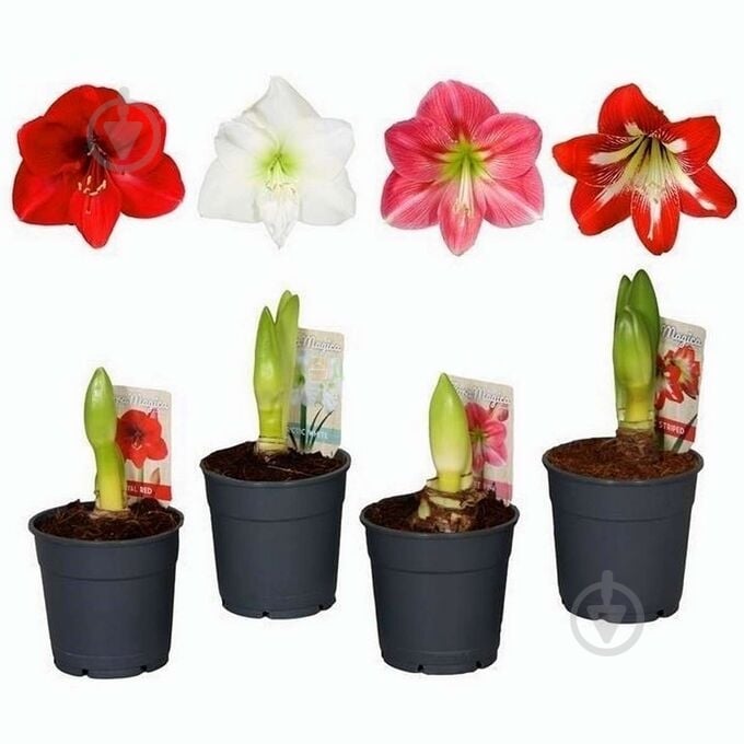 Рослина Амарилліс 1pp мікс 13/25 - фото 3