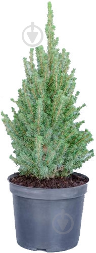 Растение Ель Conica 45 см - фото 1 Растение Ель Conica 45 см - фото 1