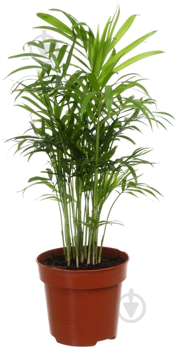 Растение Хамедорея 17х70 см - фото 1