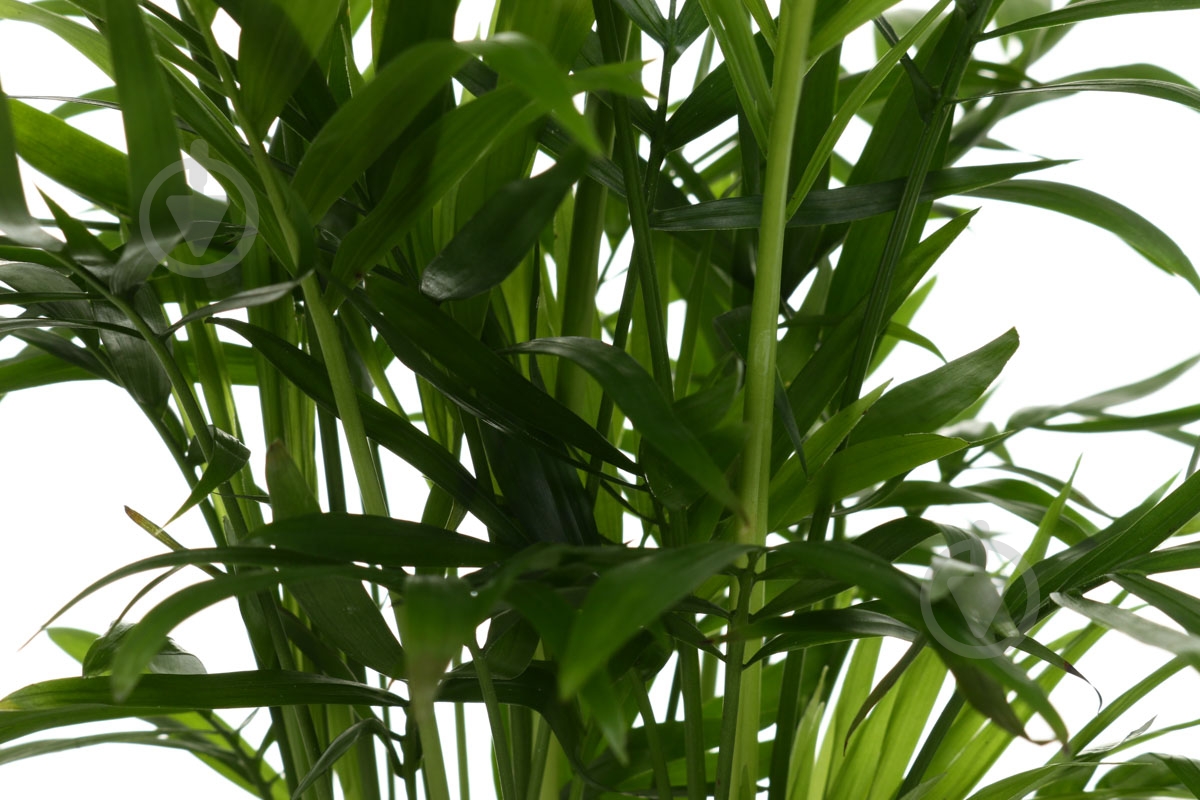 Растение Хамедорея 17х70 см - фото 2