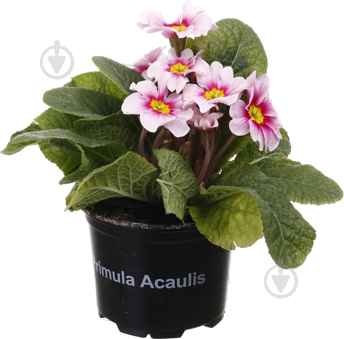 Растение комнатное Примула Acaulis 10/15 - фото 1