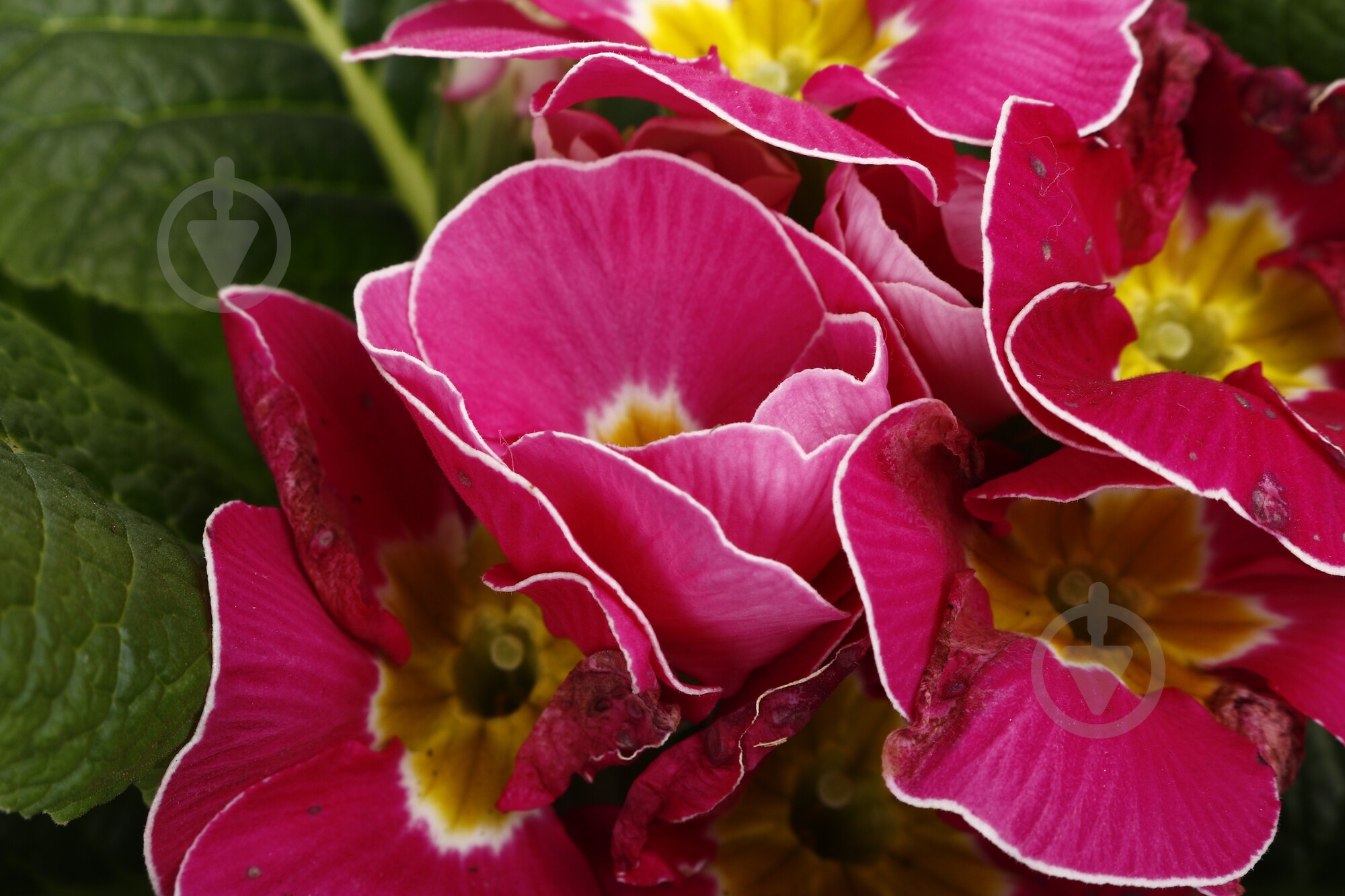 Растение комнатное Примула Acaulis 10/15 - фото 4