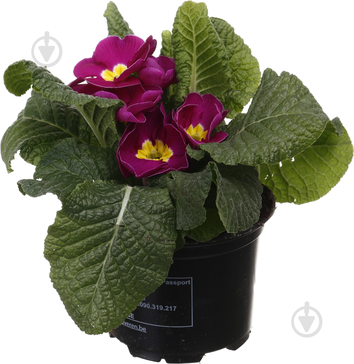 Растение комнатное Примула Acaulis 10/15 - фото 5