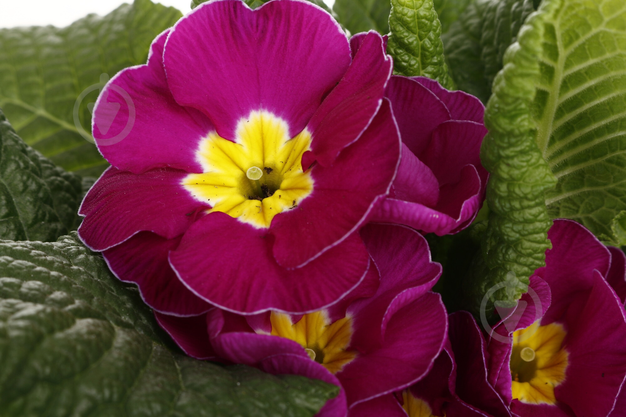 Растение комнатное Примула Acaulis 10/15 - фото 6