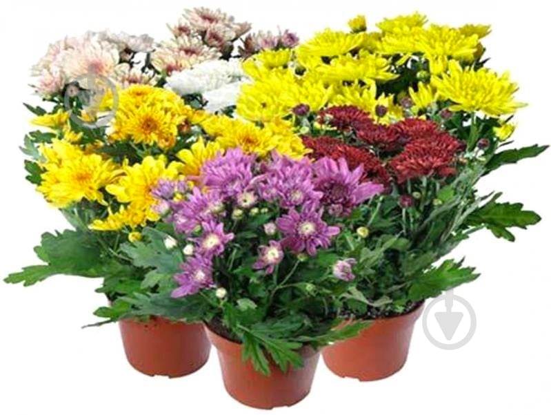 Растение Хризантема 9/20 - фото 1