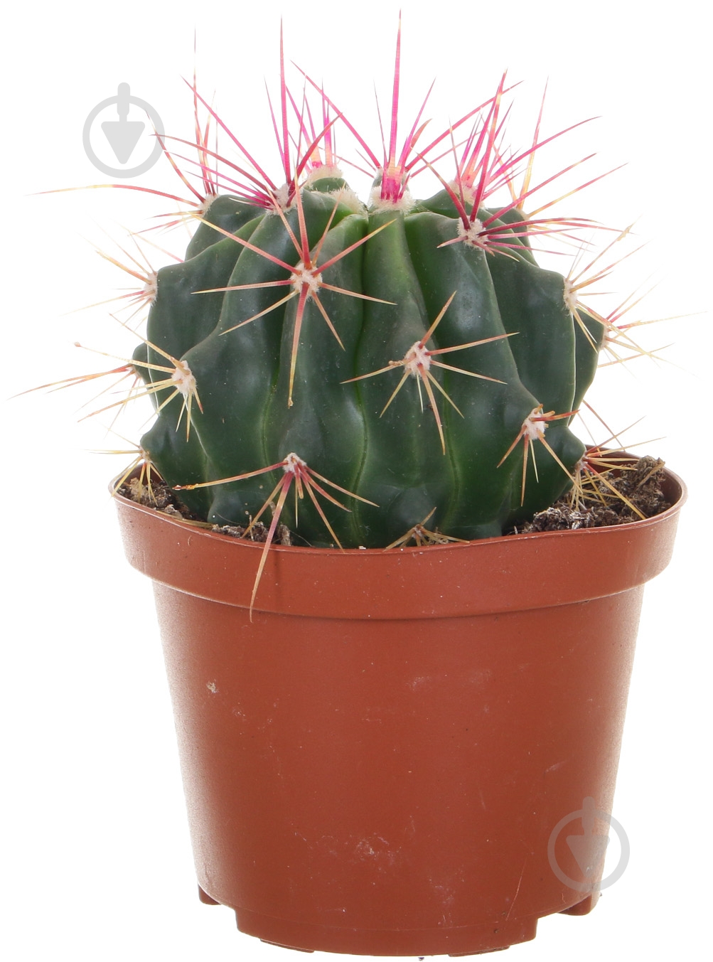 Рослина кімнатна Кактус мікс 10.5 см - фото 1