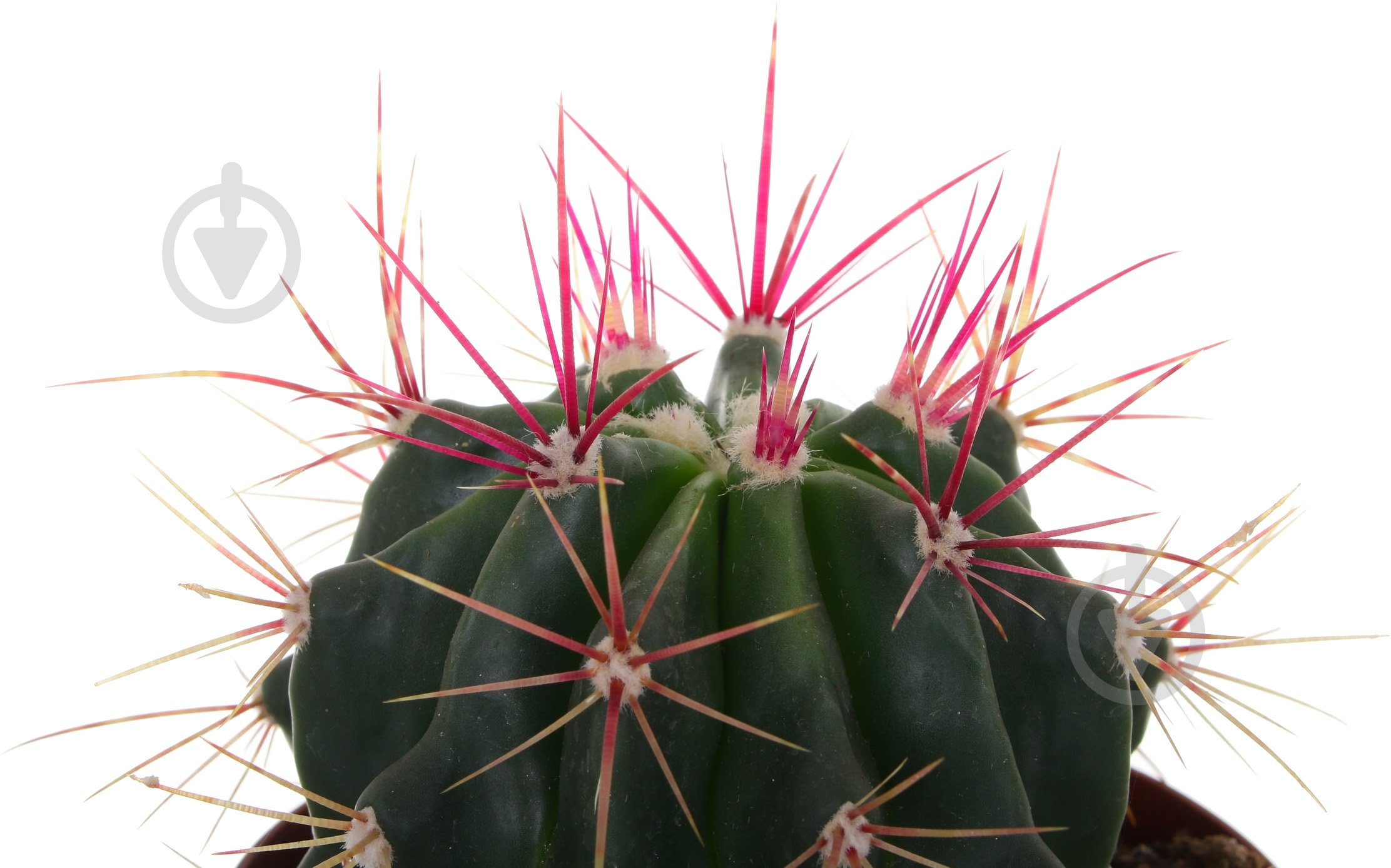 Рослина кімнатна Кактус мікс 10.5 см - фото 2