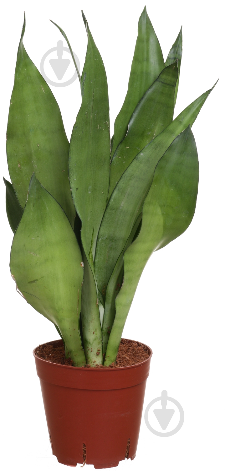 Растение Сансевьера Laurentii 14/50 - фото 1