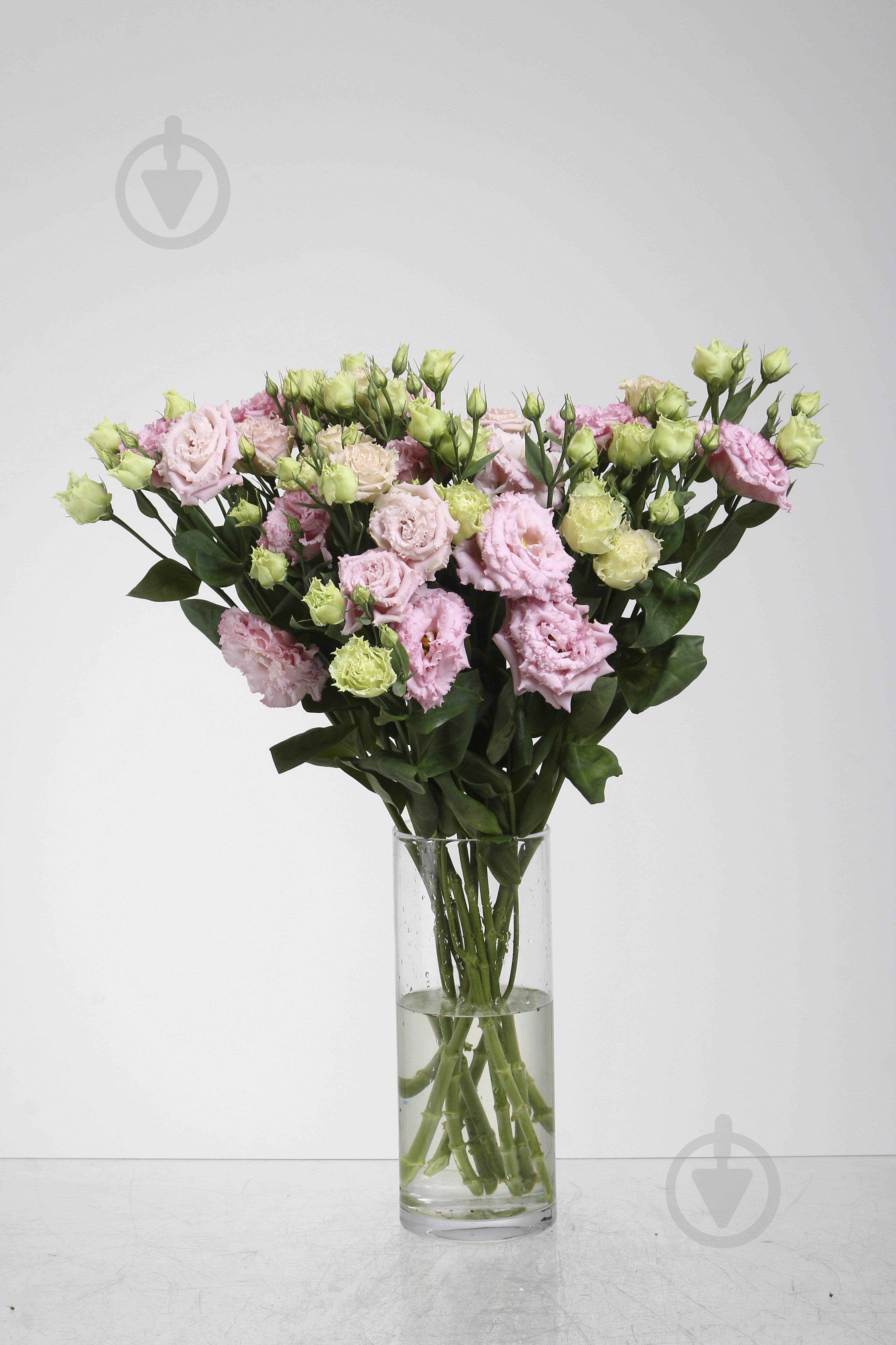 Растение комнатное Эустома Alissa Rose - фото 1