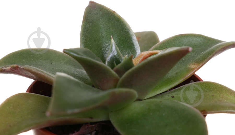 Растение Эхиверия 5х10 см - фото 2