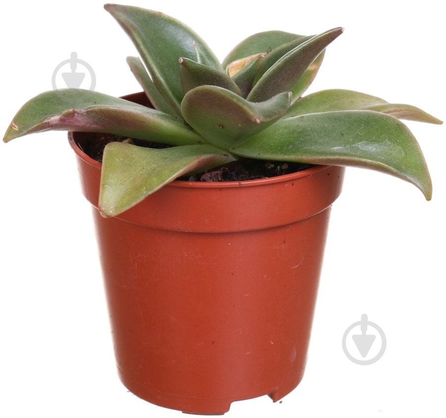 Растение Эхиверия 5х10 см - фото 1