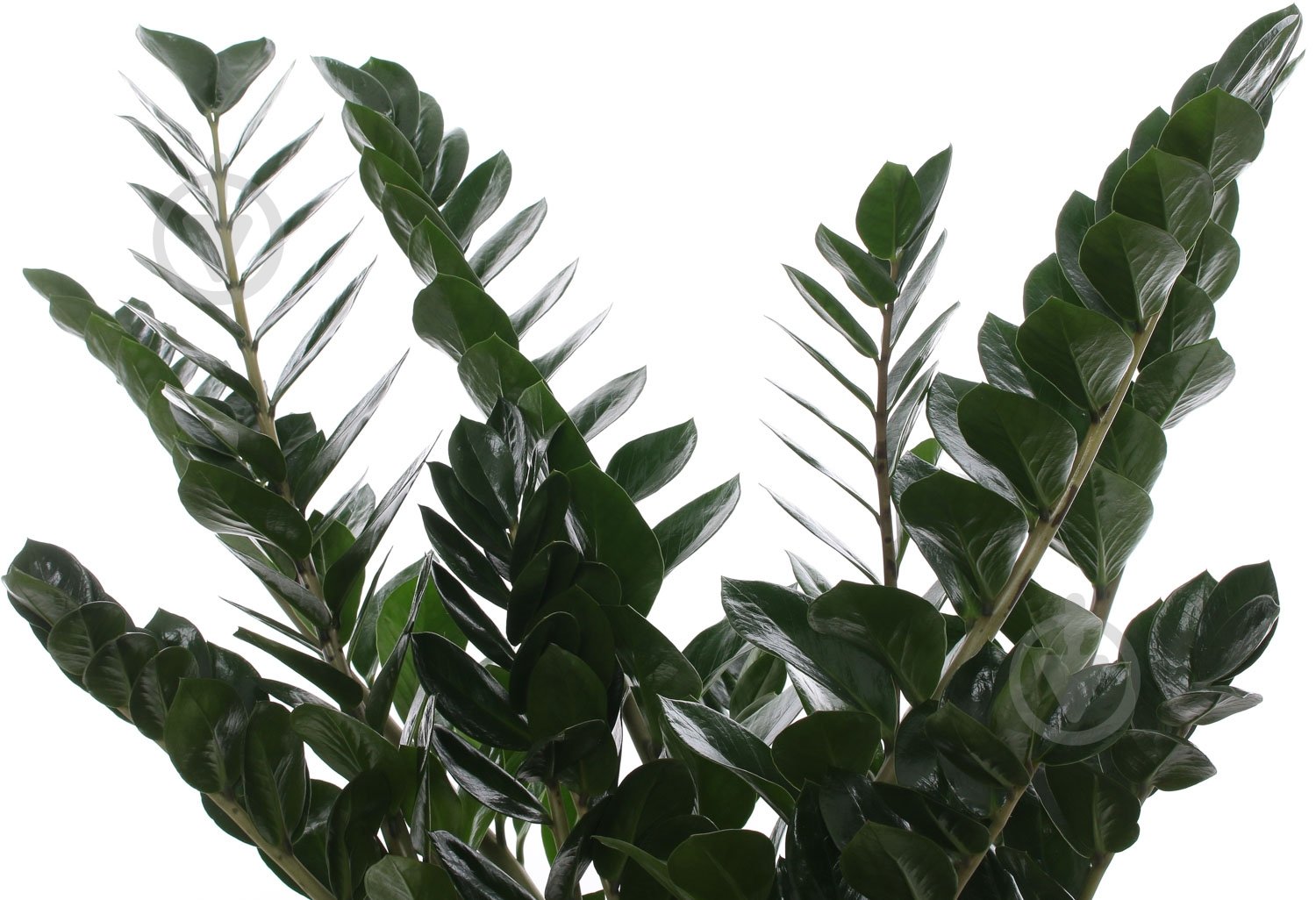 Растение Замиокулькас 115/27 - фото 2