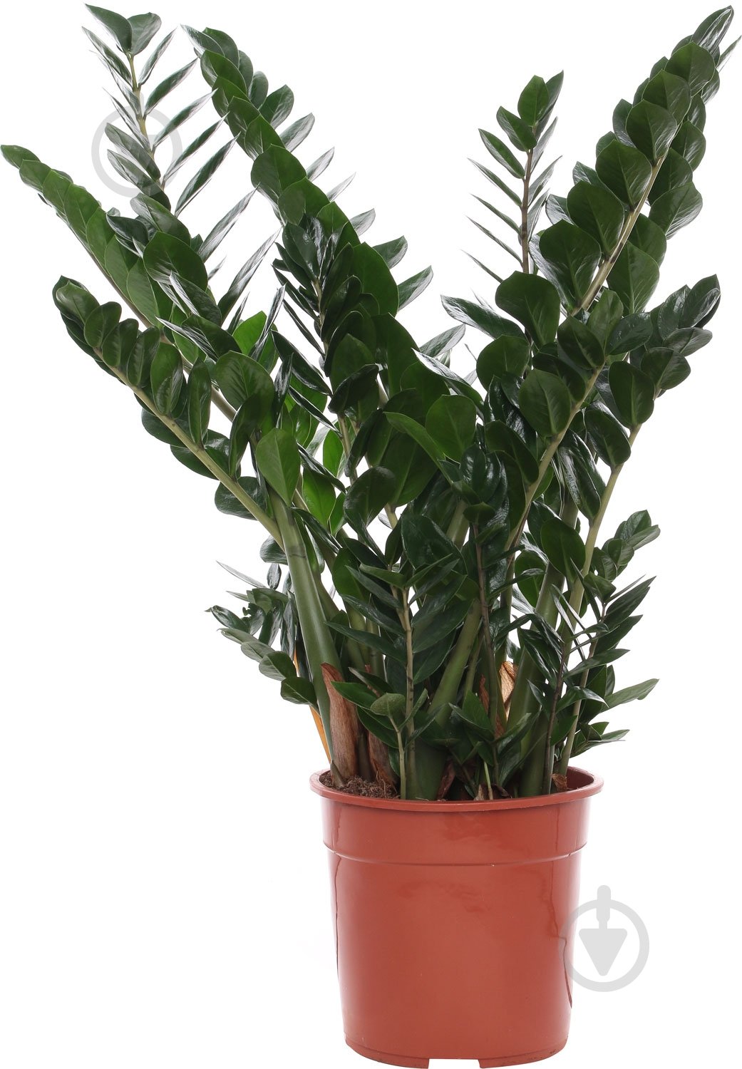 Растение Замиокулькас 115/27 - фото 1