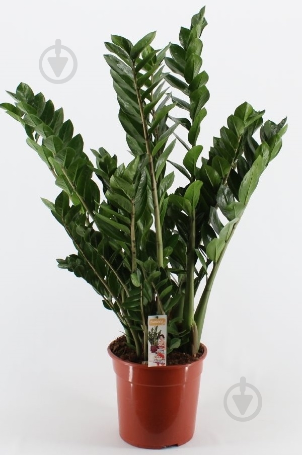 Растение Замиокулькас 110/27 - фото 1