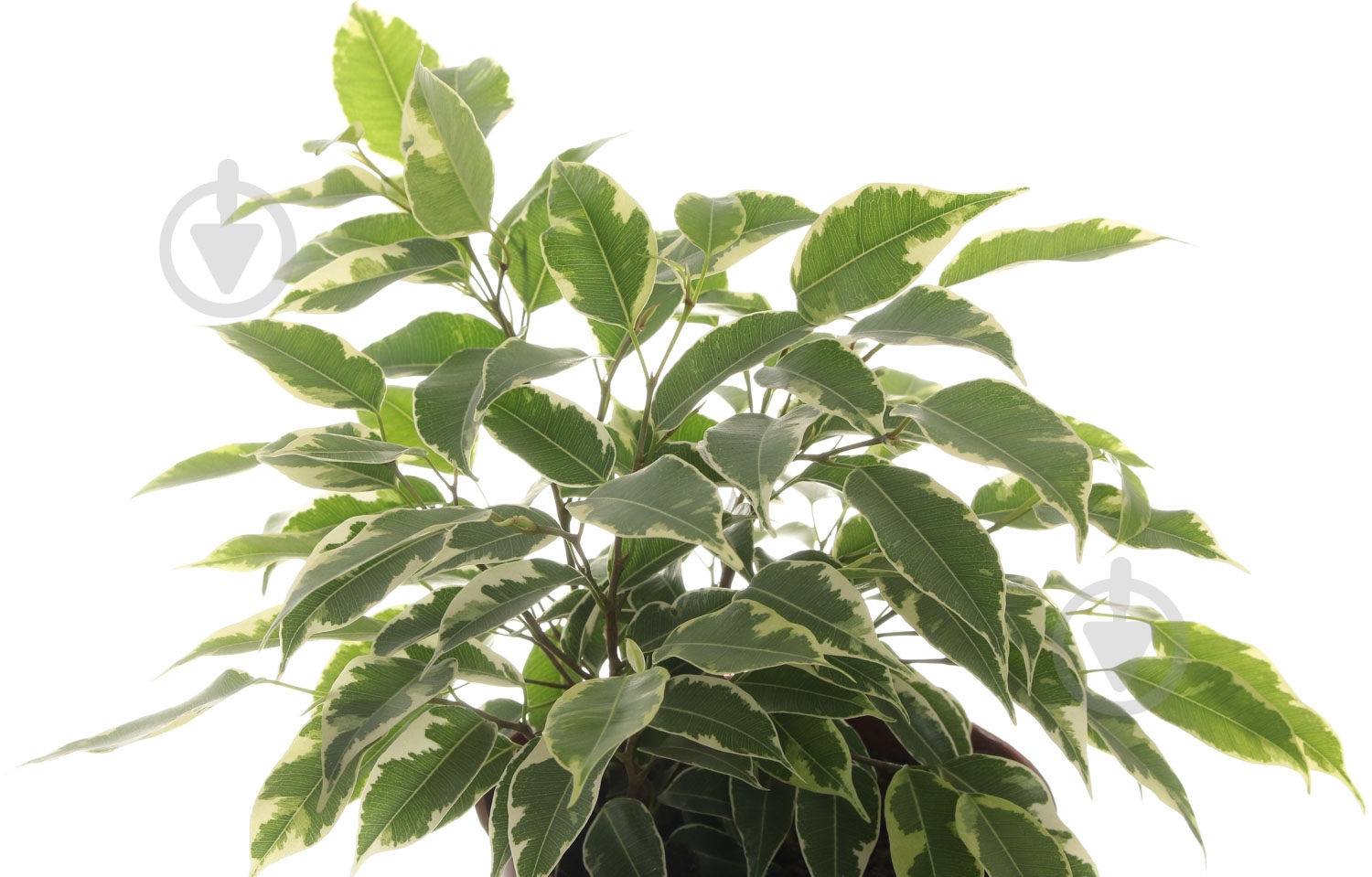 Растение Фикус Кинки 12х30 см - фото 2